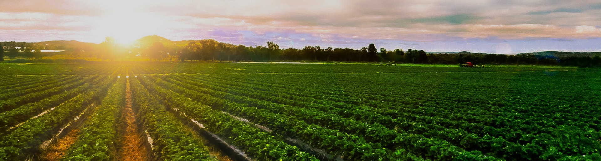 sun setting over a large field